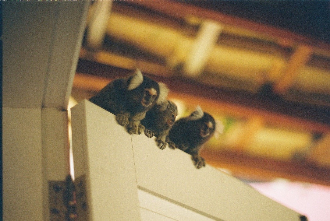 Soins vétérinaires et animaux errants